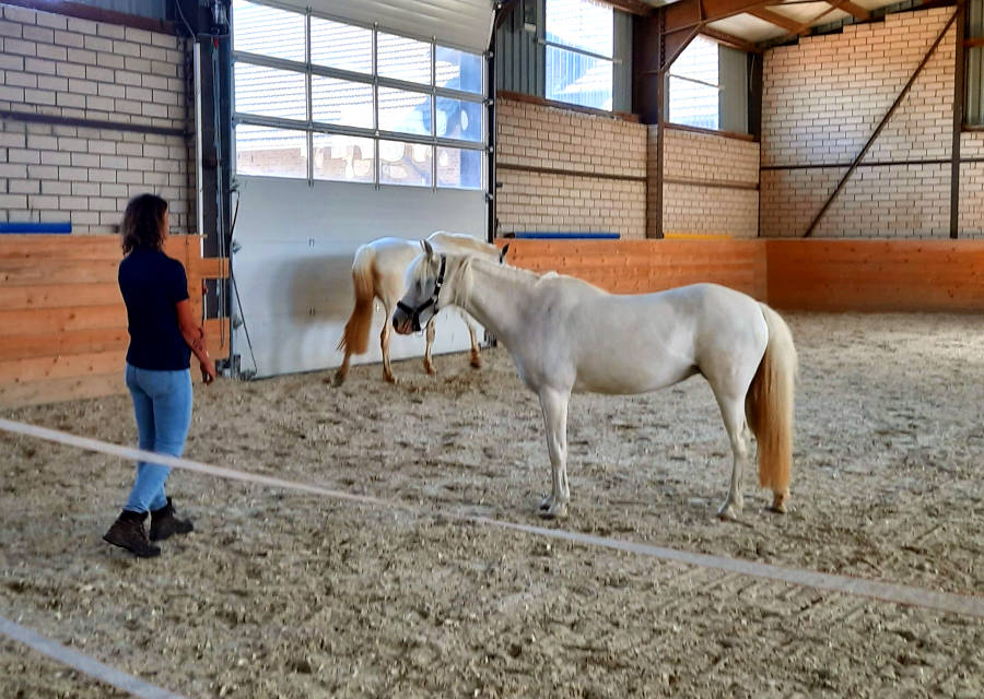 Pferdetraining Wagner