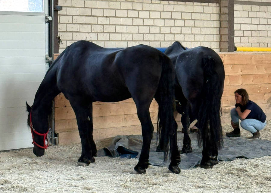 Pferdetraining Wagner