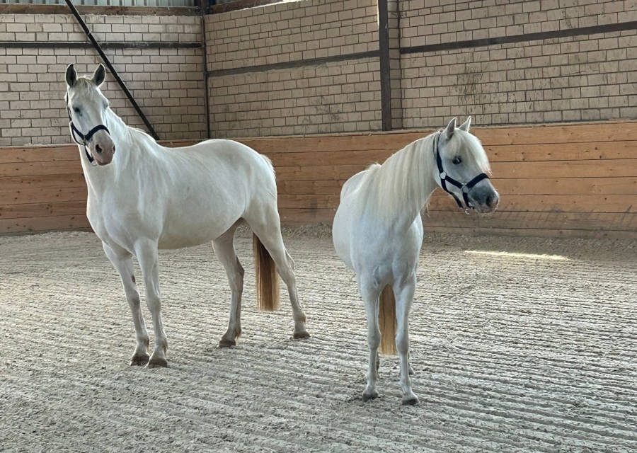 Pferdetraining Wagner