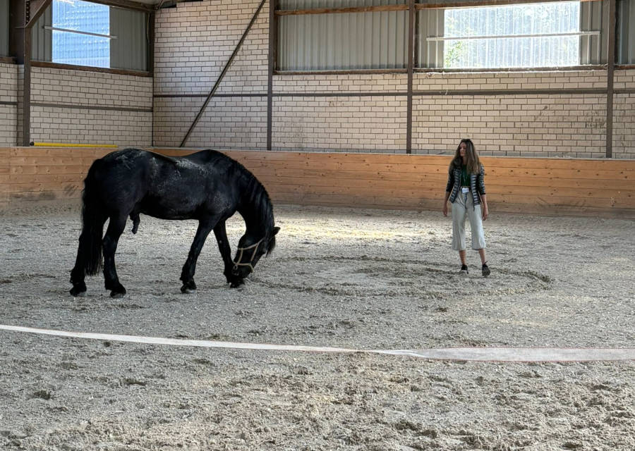 Pferdetraining Wagner