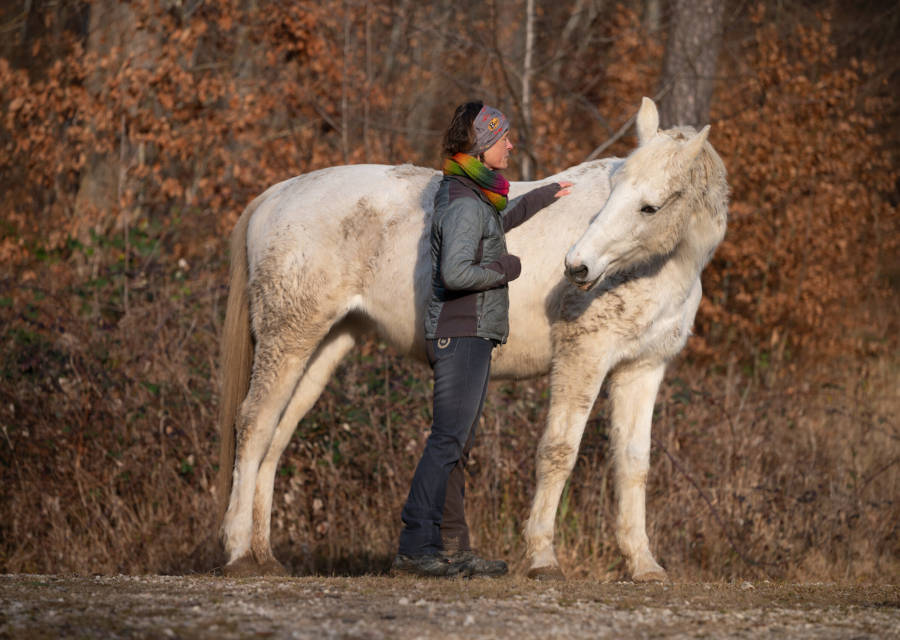 Pferdetraining Wagner