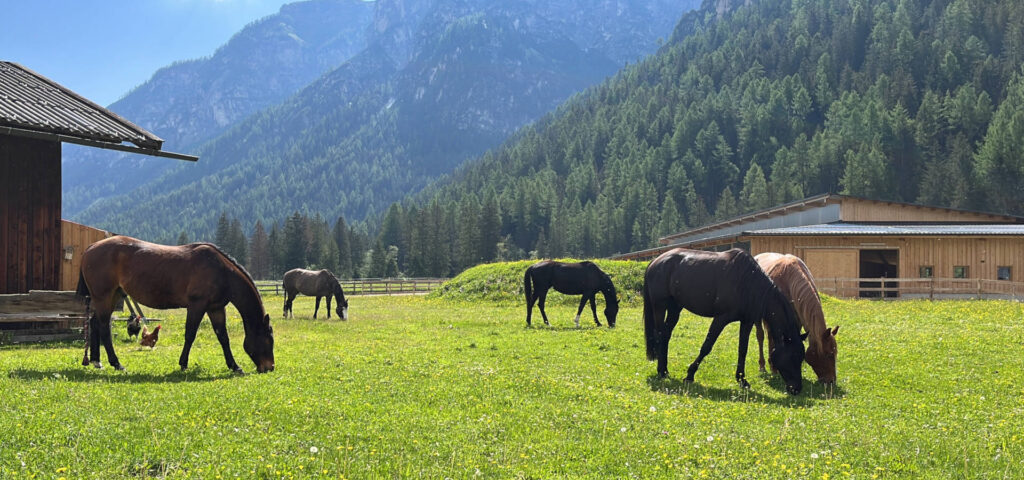 Pferdehof Charlotte Wagner