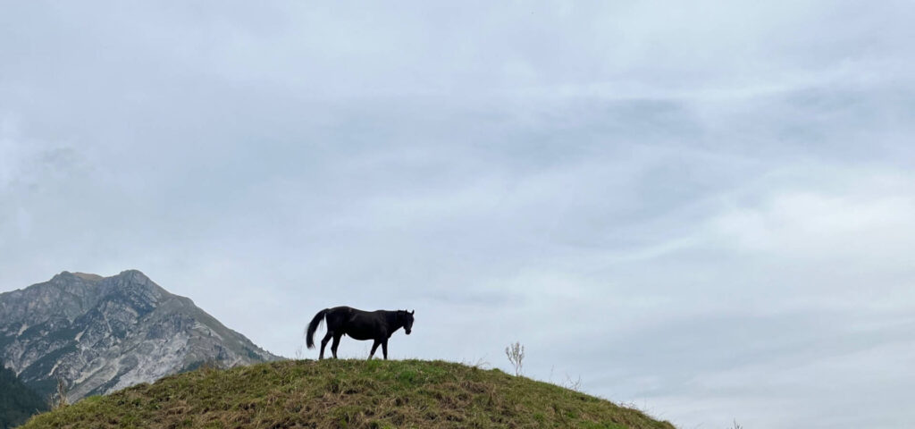 Pferdehof Charlotte Wagner
