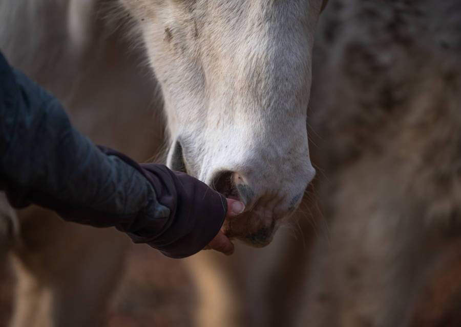 Pferdetraining Wagner