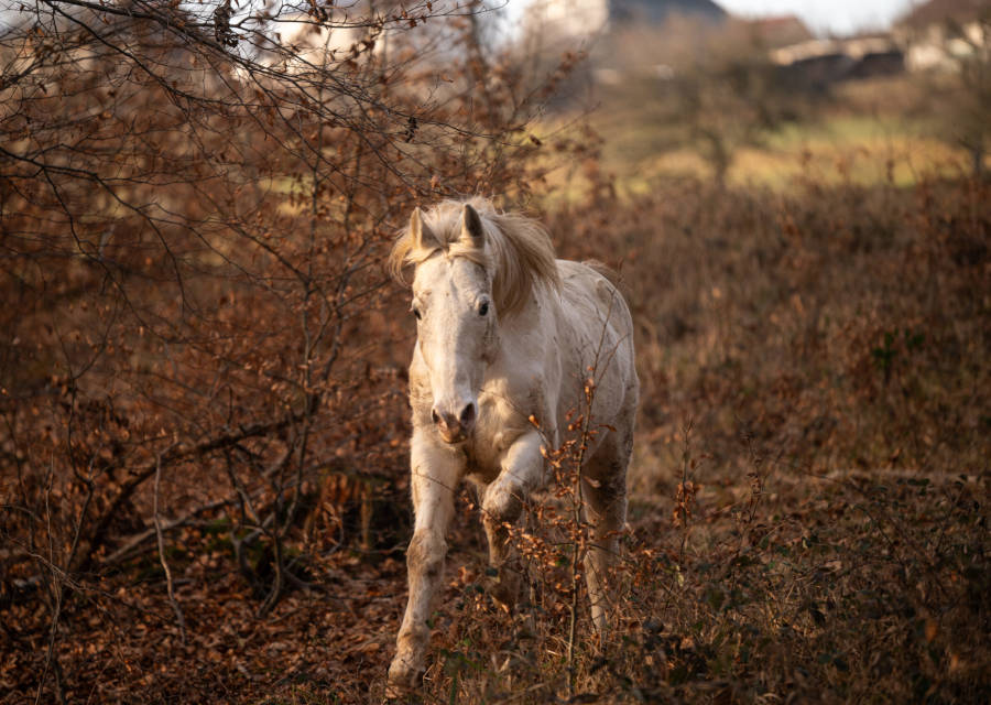 Pferdetraining Wagner